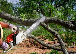 Trusted Cherry Grove, OH Tree Services Experts