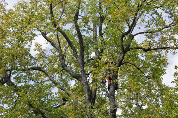 How Our Tree Care Process Works  in  Cherry Grove, OH